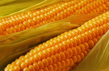 Рецепты блюд с кукурузой