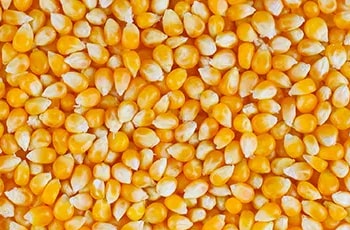 Рецепты блюд с зернами кукурузы